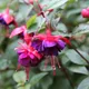 Ceinture fantaisie fuschia